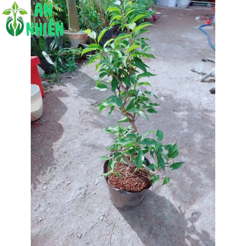 Cây Sanh Bonsai