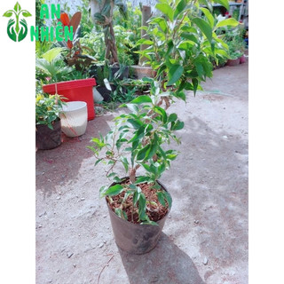 Cây Sanh Bonsai