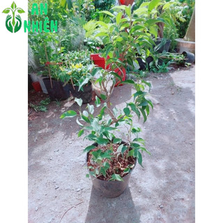 Cây Sanh Bonsai