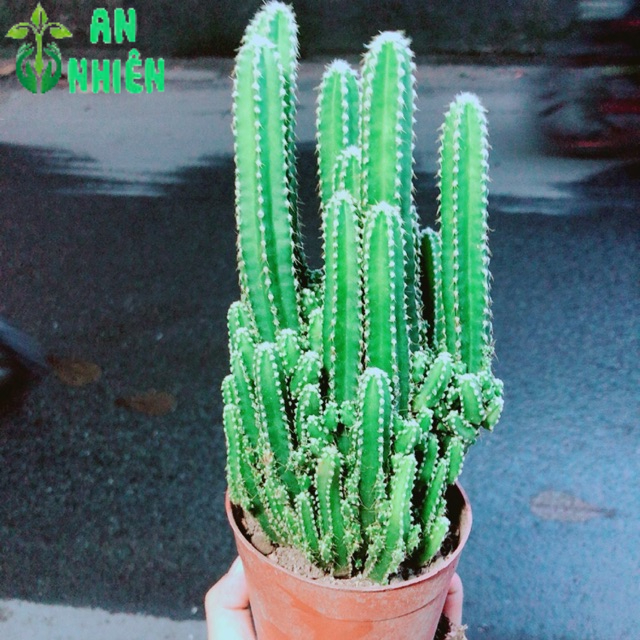 Xương Rồng Thanh Sơn Size Lớn