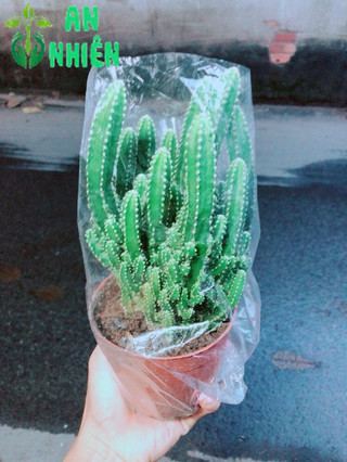 Xương Rồng Thanh Sơn Size Lớn