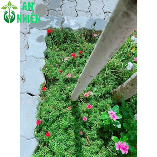 Hoa mười giờ nhiều màu(10h)