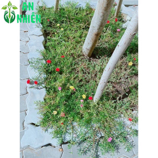 Hoa mười giờ nhiều màu(10h)