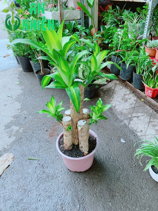 Cây Phát Tài 90-100cm