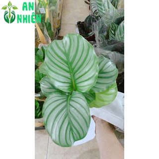 Đuôi Công Táo Xanh