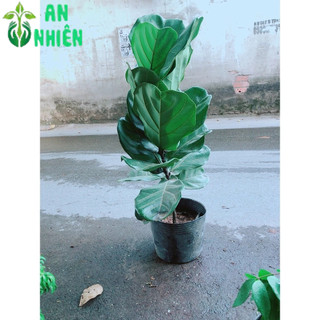 Cây Bàng Singapore 90cm