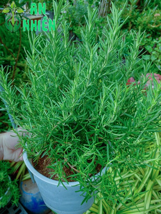 Chậu Hương Thảo size lớn