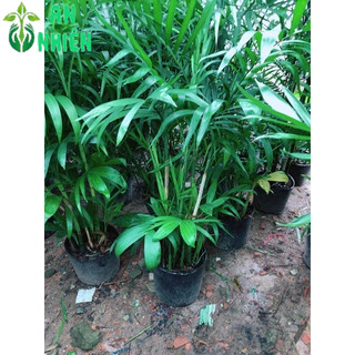 Cây Cau Hawai Size Lớn