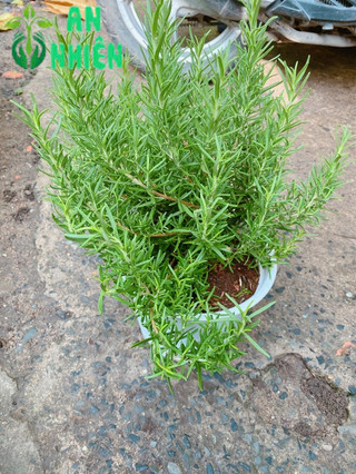 Chậu Hương Thảo size lớn