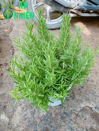 Chậu Hương Thảo size lớn
