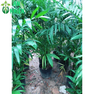 Cây Cau Hawai Size Lớn