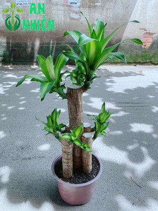 Cây Phát Tài 90-100cm