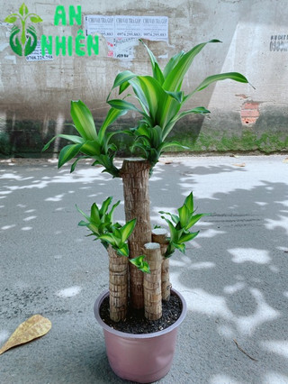 Cây Phát Tài 90-100cm