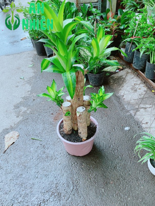 Cây Phát Tài 90-100cm