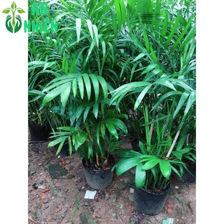 Cây Cau Hawai Size Lớn