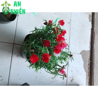 Hoa mười giờ nhiều màu(10h)