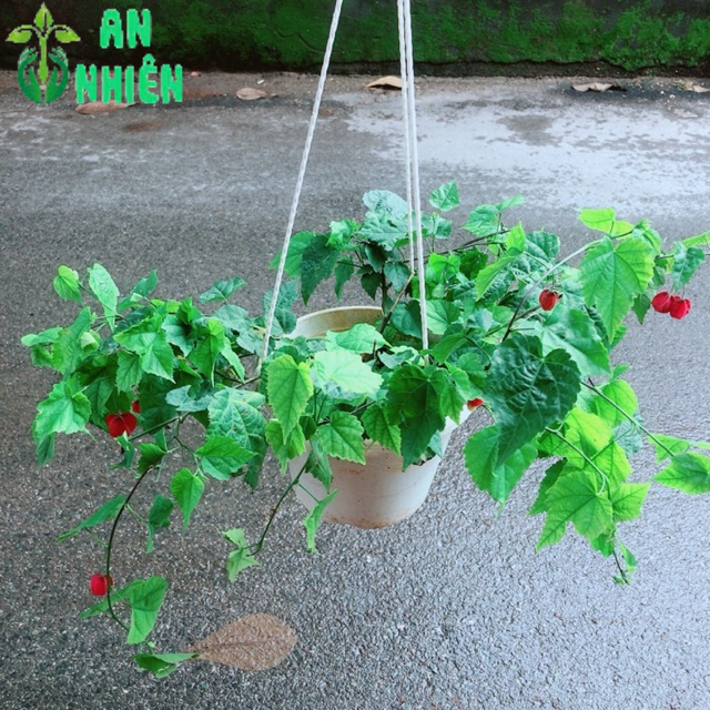 Cây Lồng Đèn Size Lớn