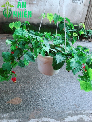 Cây Lồng Đèn Size Lớn