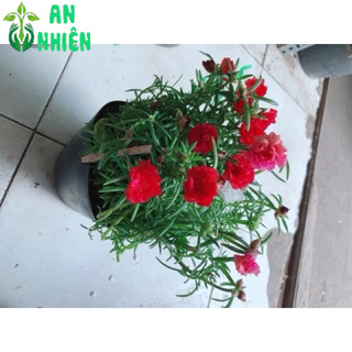 Hoa mười giờ nhiều màu(10h)