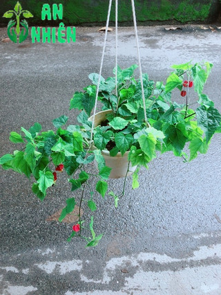 Cây Lồng Đèn Size Lớn