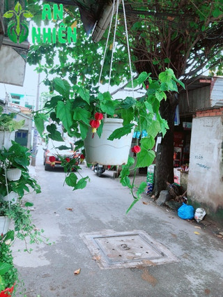 Cây Lồng Đèn Size Lớn