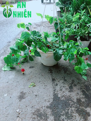 Cây Lồng Đèn Size Lớn
