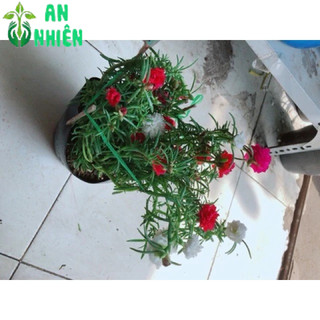Hoa mười giờ nhiều màu(10h)