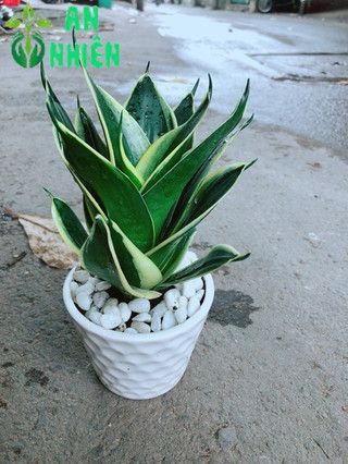 Chậu Lưỡi Hổ Thái Búp Sen