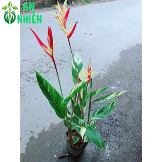 Chuối Mỏ Két Size Lớn