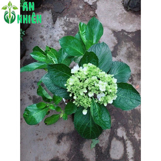 Cây Hoa Cẩm Tú Cầu