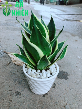 Chậu Lưỡi Hổ Thái Búp Sen
