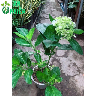 Cây Hoa Cẩm Tú Cầu