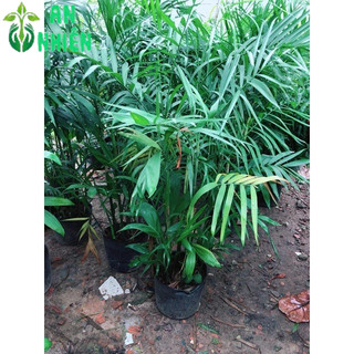 Cây Cau Hawai Size Lớn