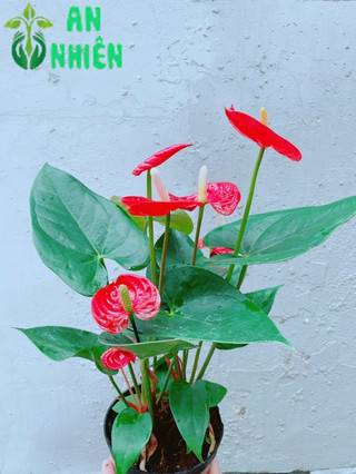 Cây Hồng Môn