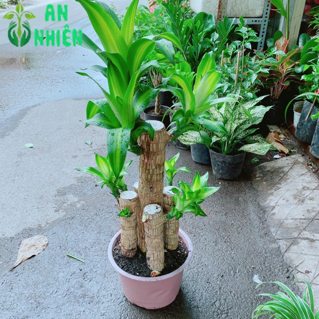 Cây Phát Tài 90-100cm