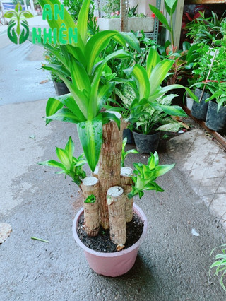 Cây Phát Tài 90-100cm