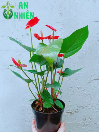 Cây Hồng Môn