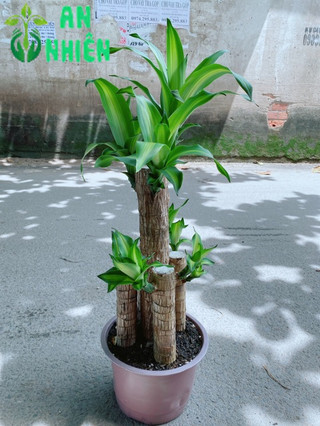 Cây Phát Tài 90-100cm