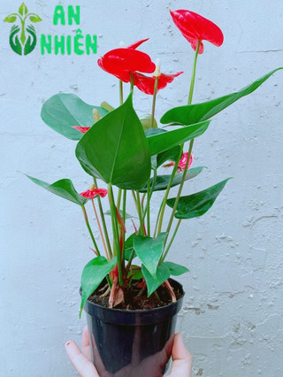Cây Hồng Môn