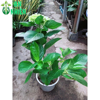 Cây Hoa Cẩm Tú Cầu