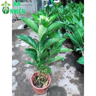 Cây Hoa Cẩm Tú Cầu