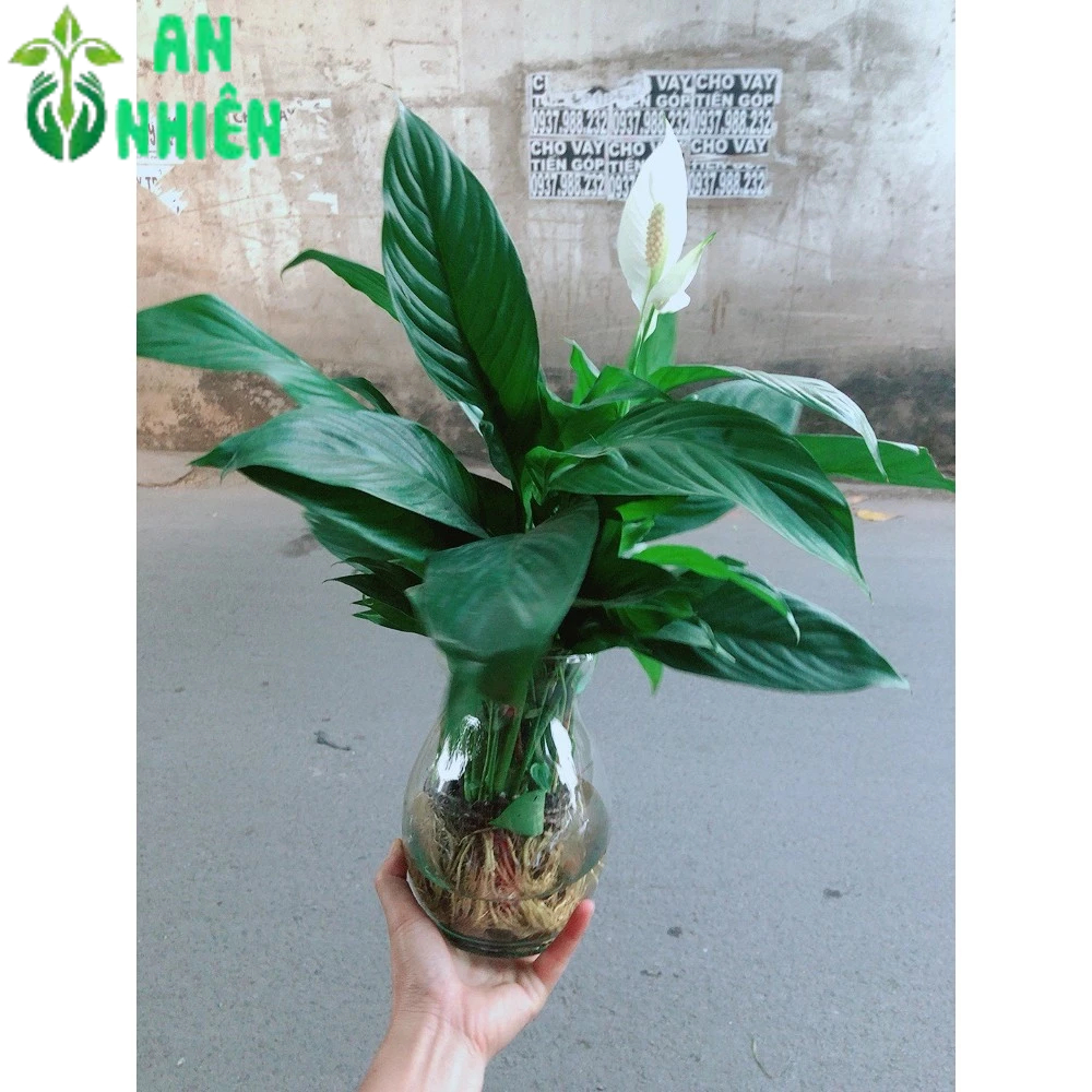 Chậu Cây Lan Ý Thuỷ Sinh