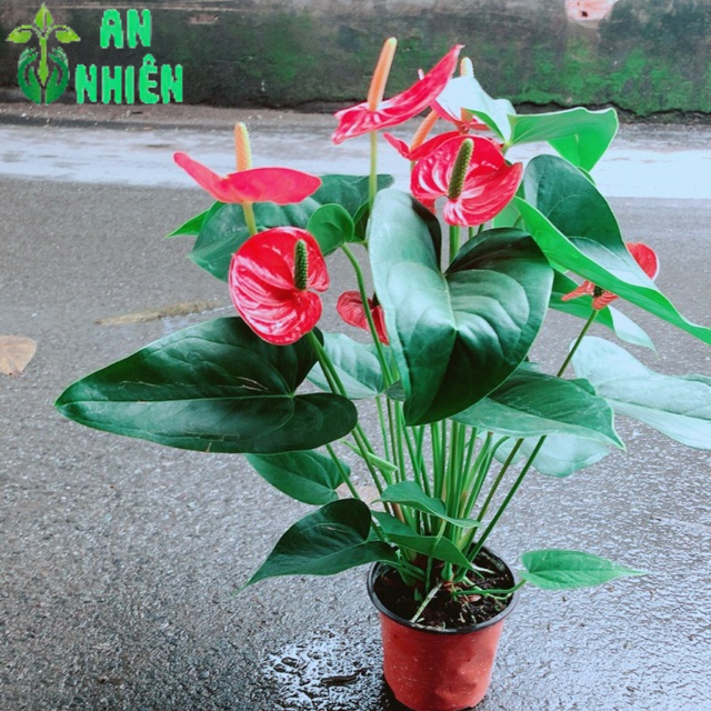 Cây Hồng Môn