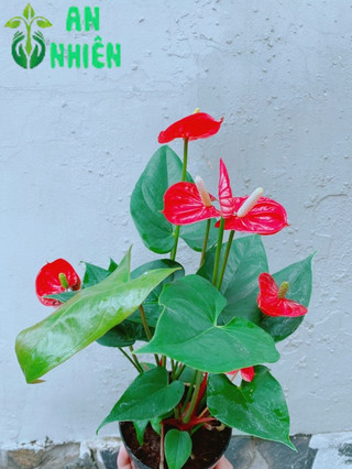 Cây Hồng Môn