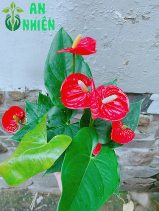 Cây Hồng Môn