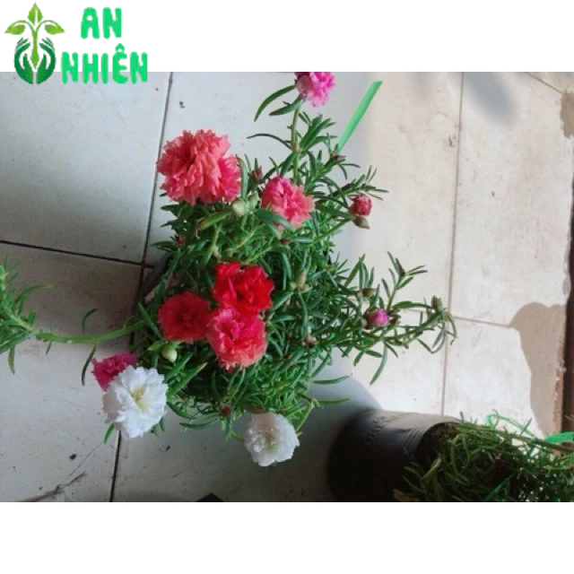 Hoa mười giờ nhiều màu(10h)