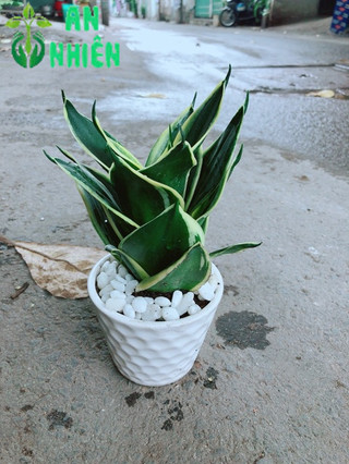 Chậu Lưỡi Hổ Thái Búp Sen