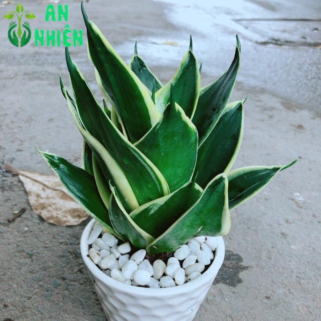 Chậu Lưỡi Hổ Thái Búp Sen
