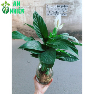 Chậu Cây Lan Ý Thuỷ Sinh