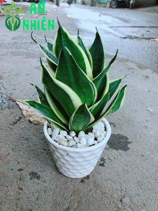Chậu Lưỡi Hổ Thái Búp Sen